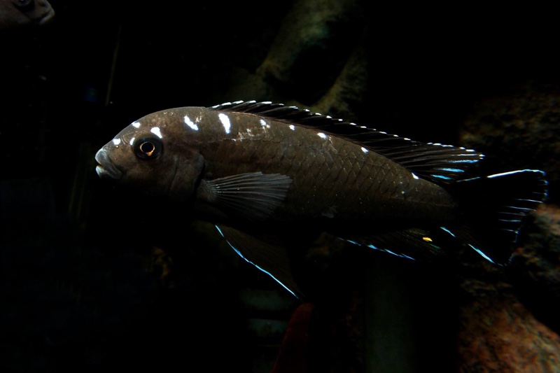 Chindongo sp. 'elongatus spot' Hai Reef